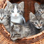 παιχνίδια για γάτες