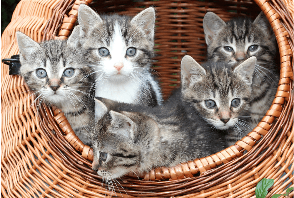 παιχνίδια για γάτες