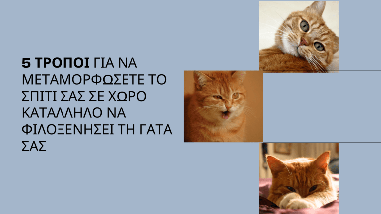 Κάνε το σπίτι σου παράδεισο για τη γάτα σου.
