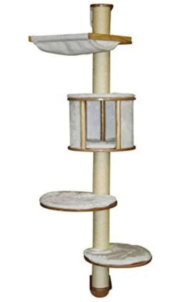 επιτοιχιο γατόδεντρο