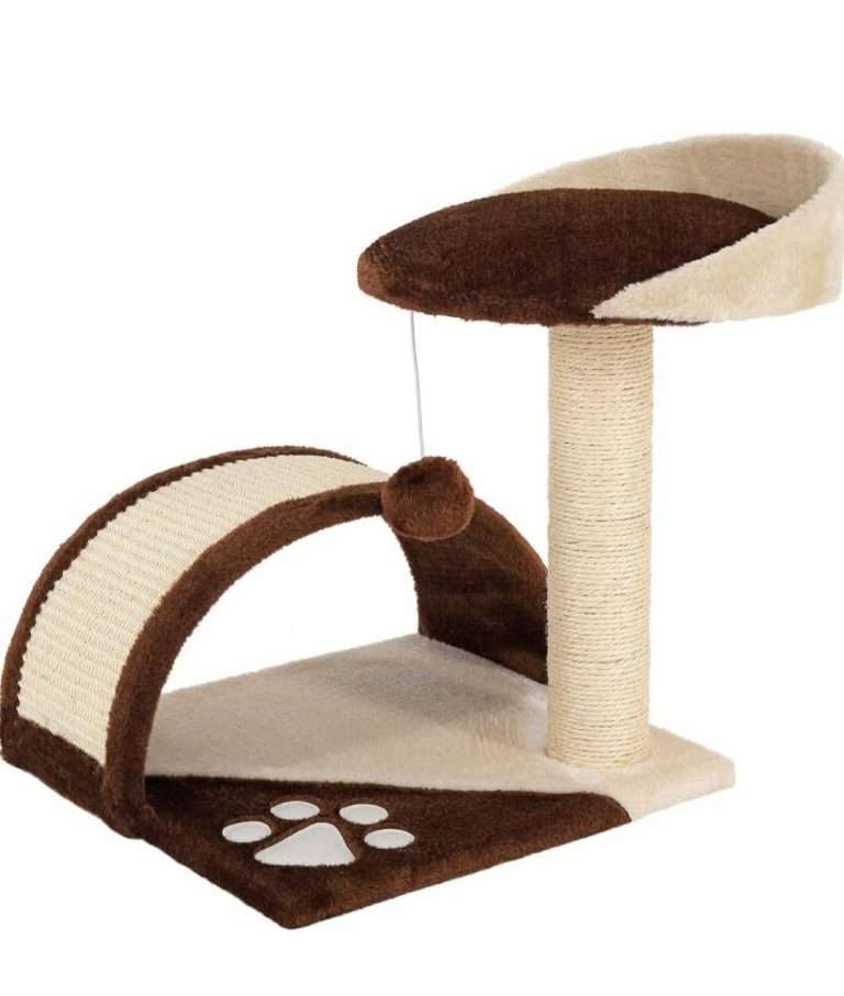 μικρό γατόδεντρο