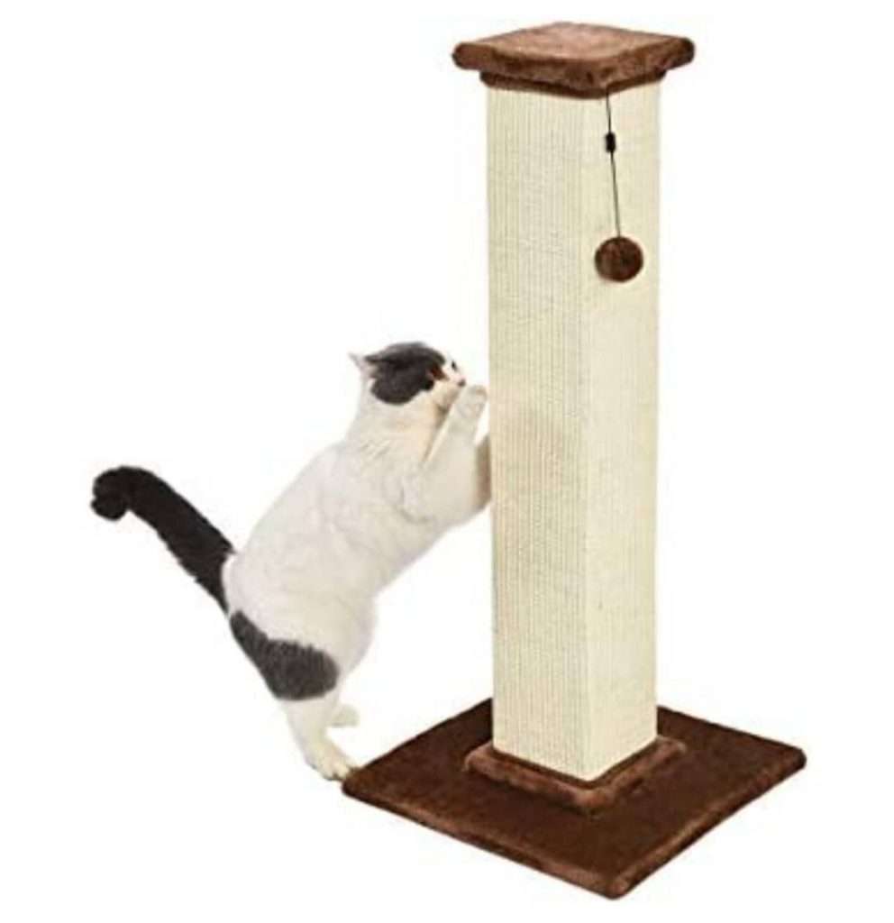 κορμος σιζαλ