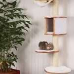 επιτοίχιο γατόδεντρο