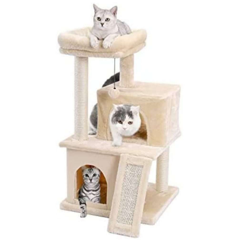 γατόδεντρο μεγάλου μεγέθους Parathiro