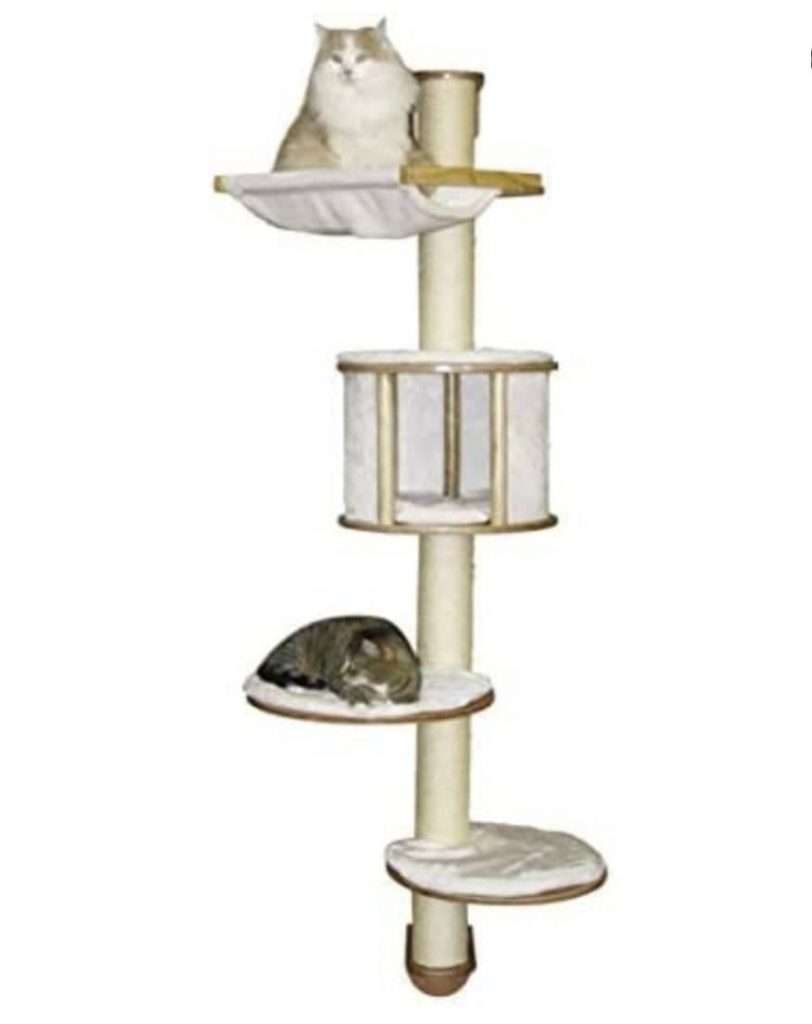 επιτοιχιο γατόδεντρο