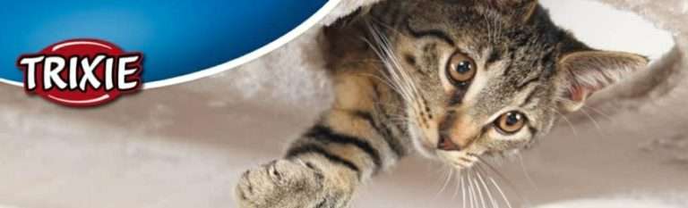 333894762 2156944348029096 7068210670868923877 n Parathiro