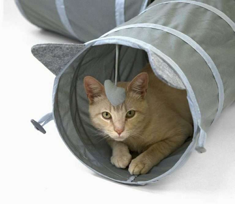 333954254 940301090320381 6682932152799760609 n Parathiro